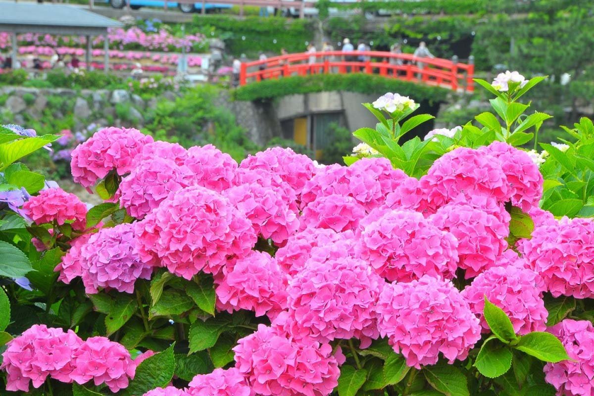 ⛩️ 바위산 신사 (이소야마 진자) 이미지 6